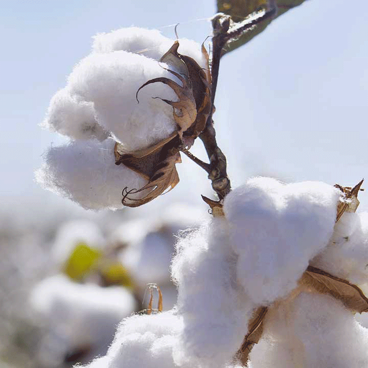 coton biologique vetements certifie bio